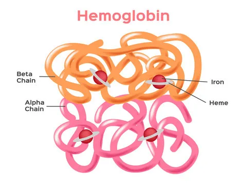Novartis Fabhalta Boosts Hemoglobin in PNH Patients